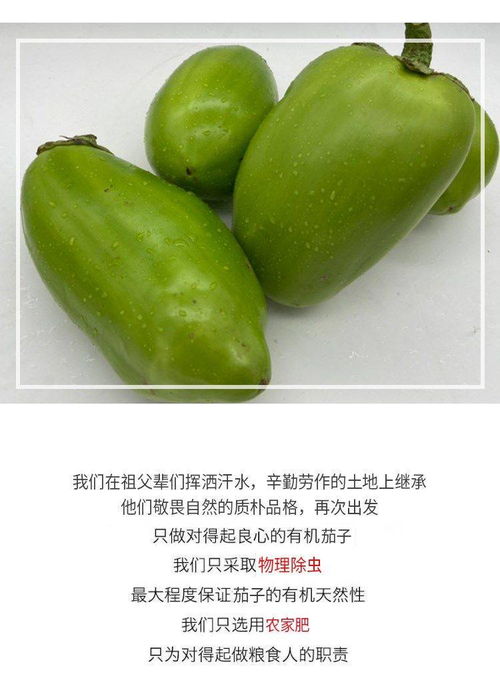 綠意滿農家 青茄子的新鮮之旅