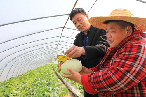 從田間到鏡頭前 阿萍和小伙們的新鮮蔬菜零售新探索
